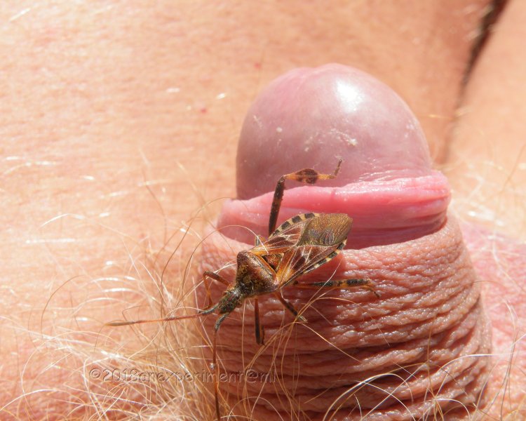 Transes perverts of formcophilia