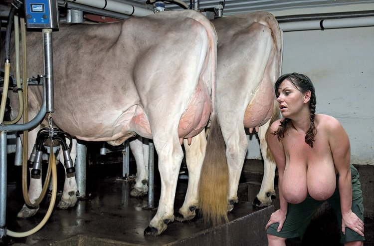 Milkmaids with big tits and cows
