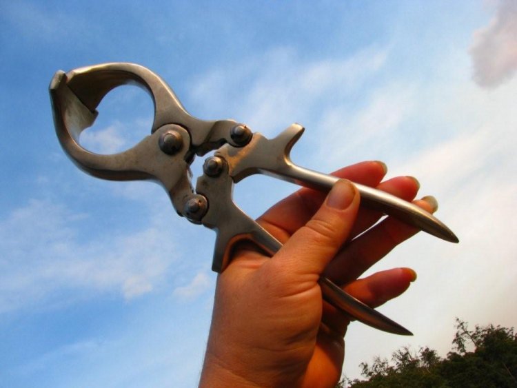 Scissors for castration