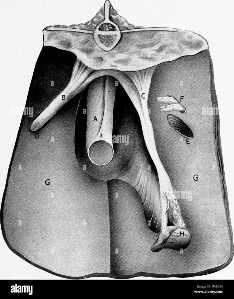 Flr World Joy Gynarchy Marriage