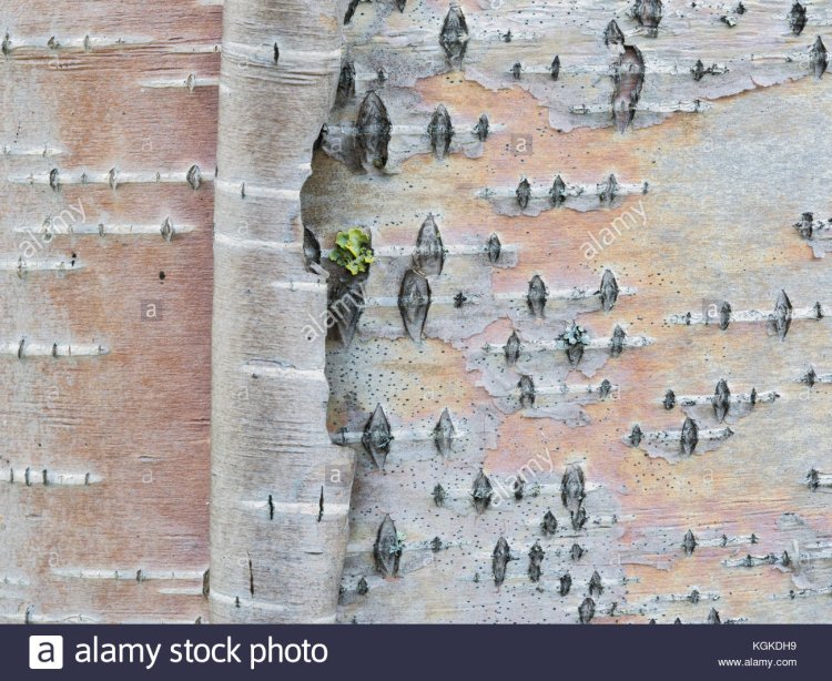 Ion Birch, artist recluse