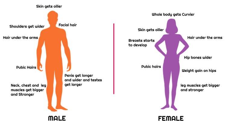 Female Puberty Hair