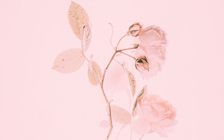 Flowers on a beige background