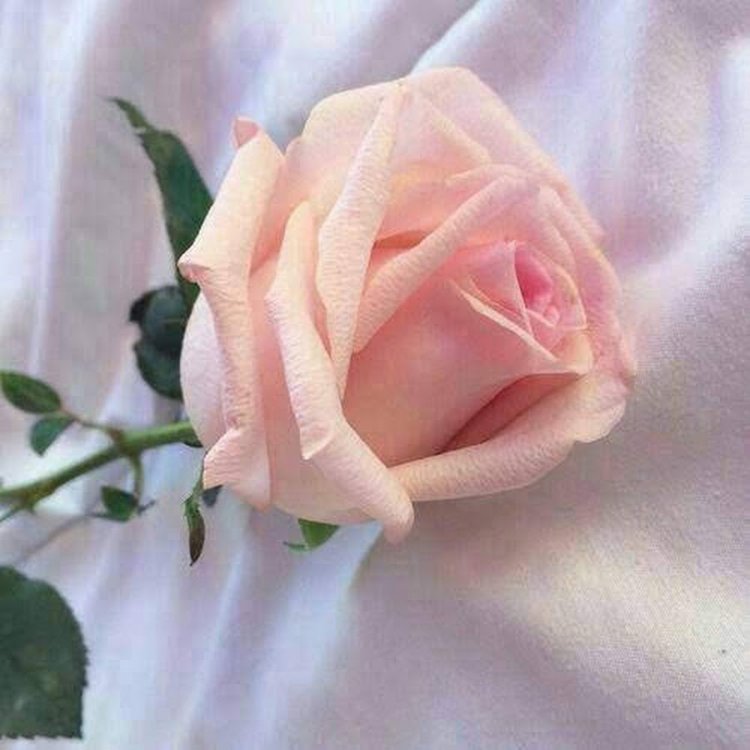 Pink roses of aesthetics