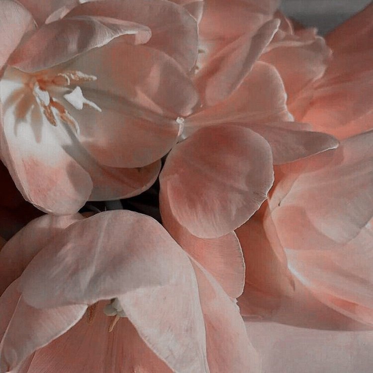 Beige pink aesthetics