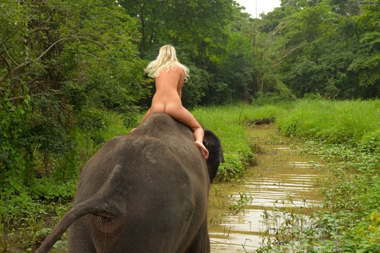 Naked photo shoot on an elephant without panties