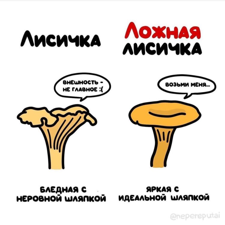 How to distinguish false mushrooms