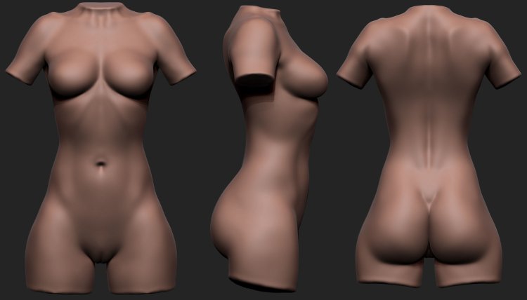 Female anatomy model