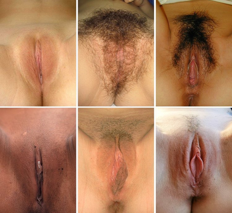 Genitalia women hair