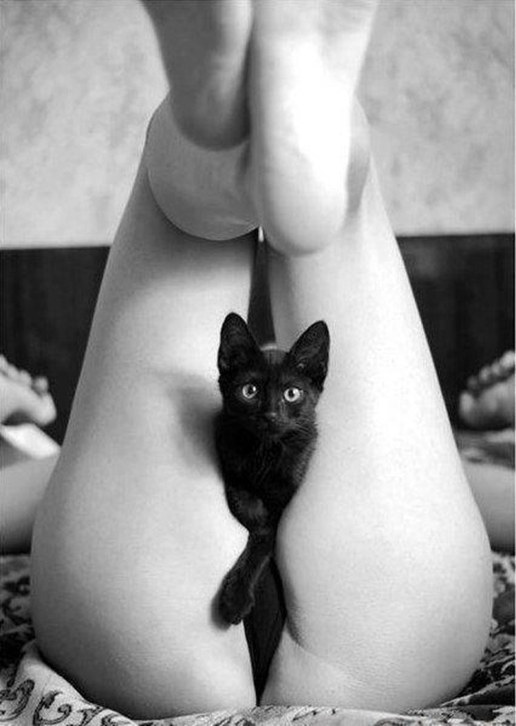 Erotic photo shoot with cats