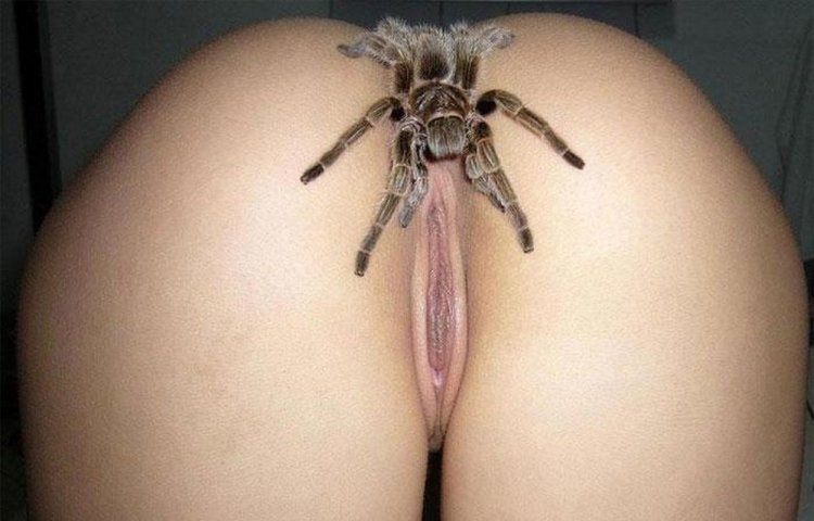 Erotic pictures with spiders