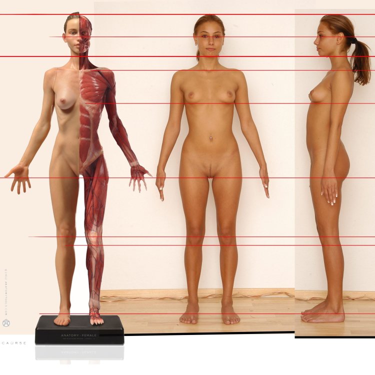 Anatomy of a woman without clothes