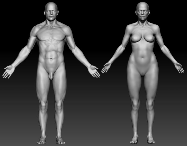 3D nude Male Female Anatomy Anatomy