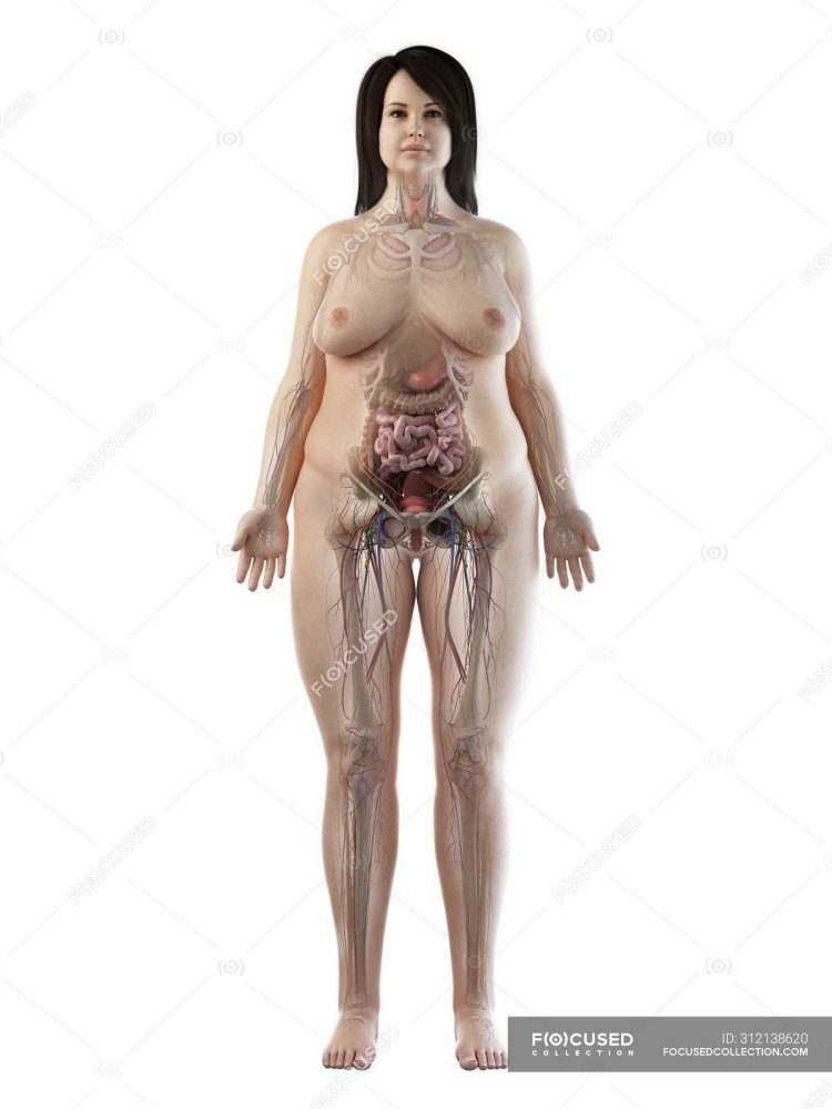 Women's anatomy on a naked woman