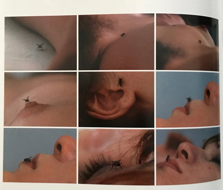 Yoko forbidden fruit