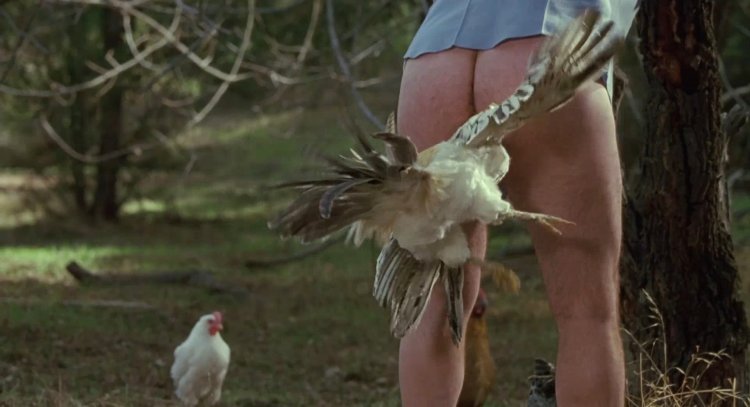 Pornography chicken and rooster